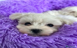 Bichón Maltés perros en venta: BICHÓN MALTÉS - Imagen 1
