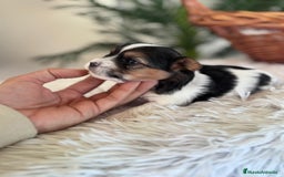 Yorkshire Terrier perros en venta: YORKSHIRE BIEWER - Anuncio 1