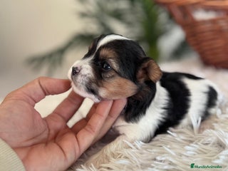 Yorkshire Terrier perros YORKSHIRE BIEWER - Anuncio 1
