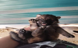 Perro Lobo Checoslovaco perros en venta: Perro lobo checoslovaco - Imagen 3