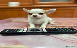 Chihuahua perros en venta: Chihuahua toy ruso macho - Imagen 3