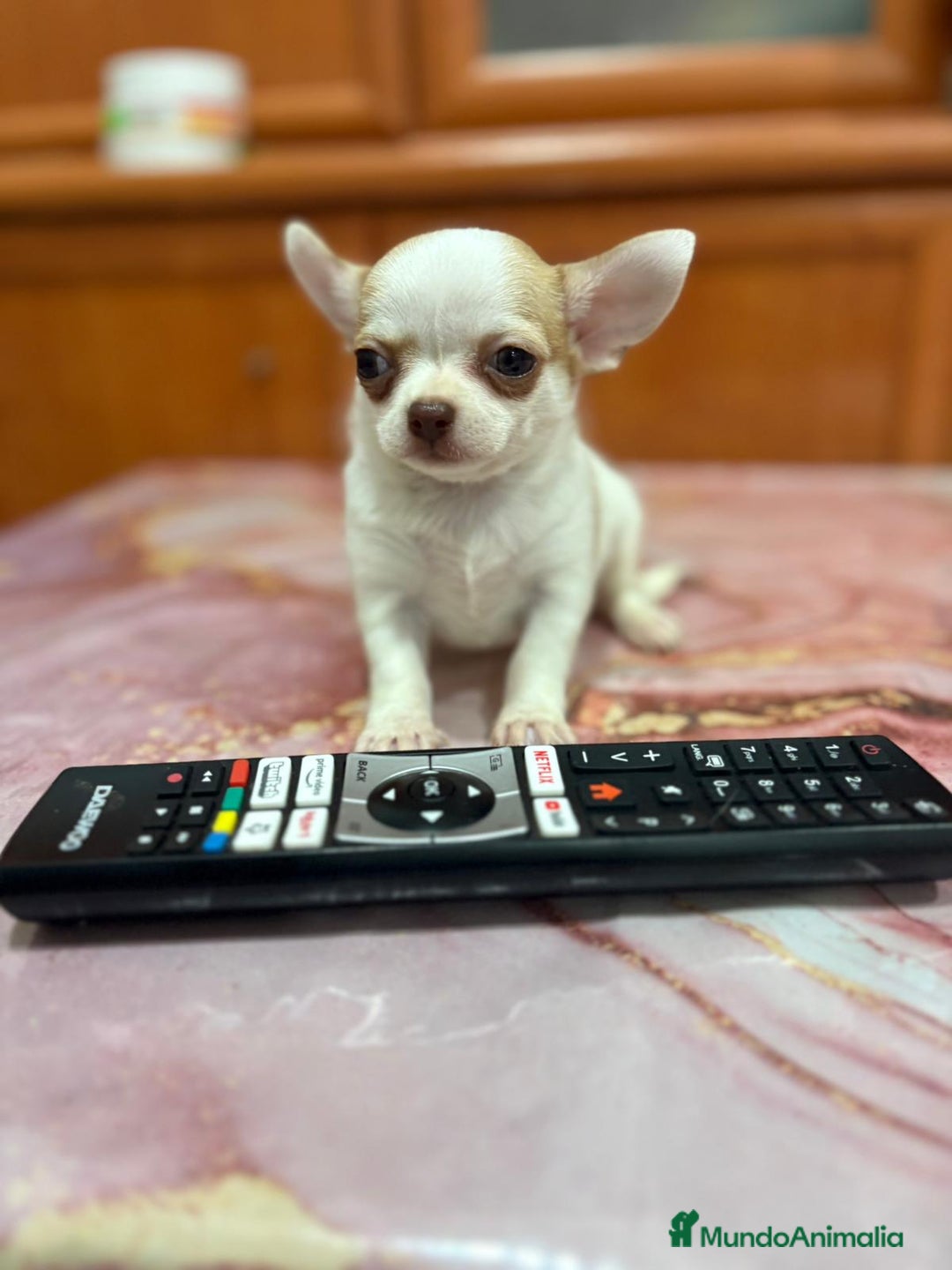 Chihuahua perros en venta: Chihuahua toy ruso macho - Imagen 3