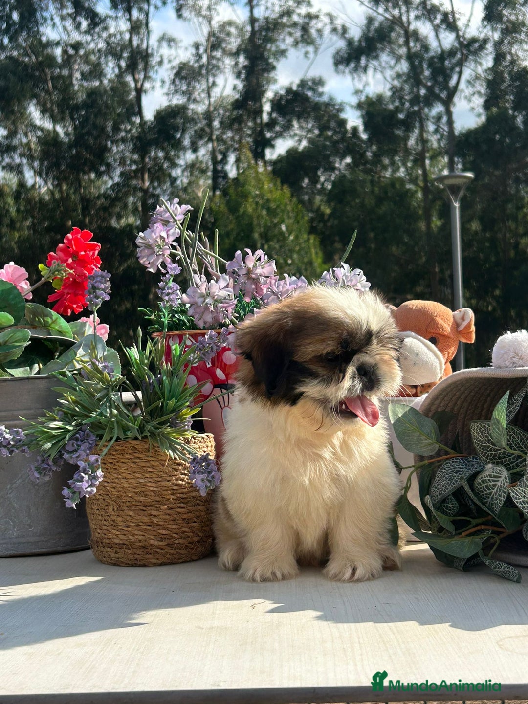 Shih Tzu perros en venta: Último cachorrito de shih tzu. Macho - Imagen 1