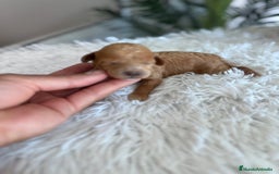 Caniche Toy perros en venta: CANICHE TOY HEMBRA - Imagen 8