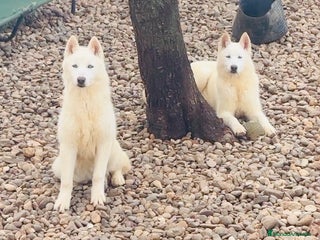 Husky Siberiano perros Cachorra de husky - Anuncio 33