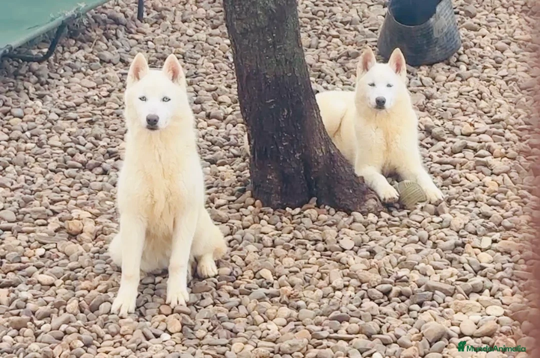 Husky Siberiano perros en venta: Cachorra de husky  - Anuncio 1