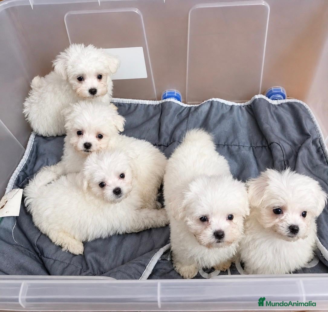 Bichón Maltés perros Bichon Maltese toy - Anuncio 1