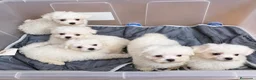 Bichón Maltés perros en venta: Bichon Maltese toy - Anuncio 1