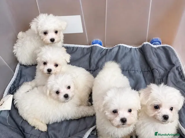 Bichón Maltés perros Bichon Maltese toy - Anuncio 1