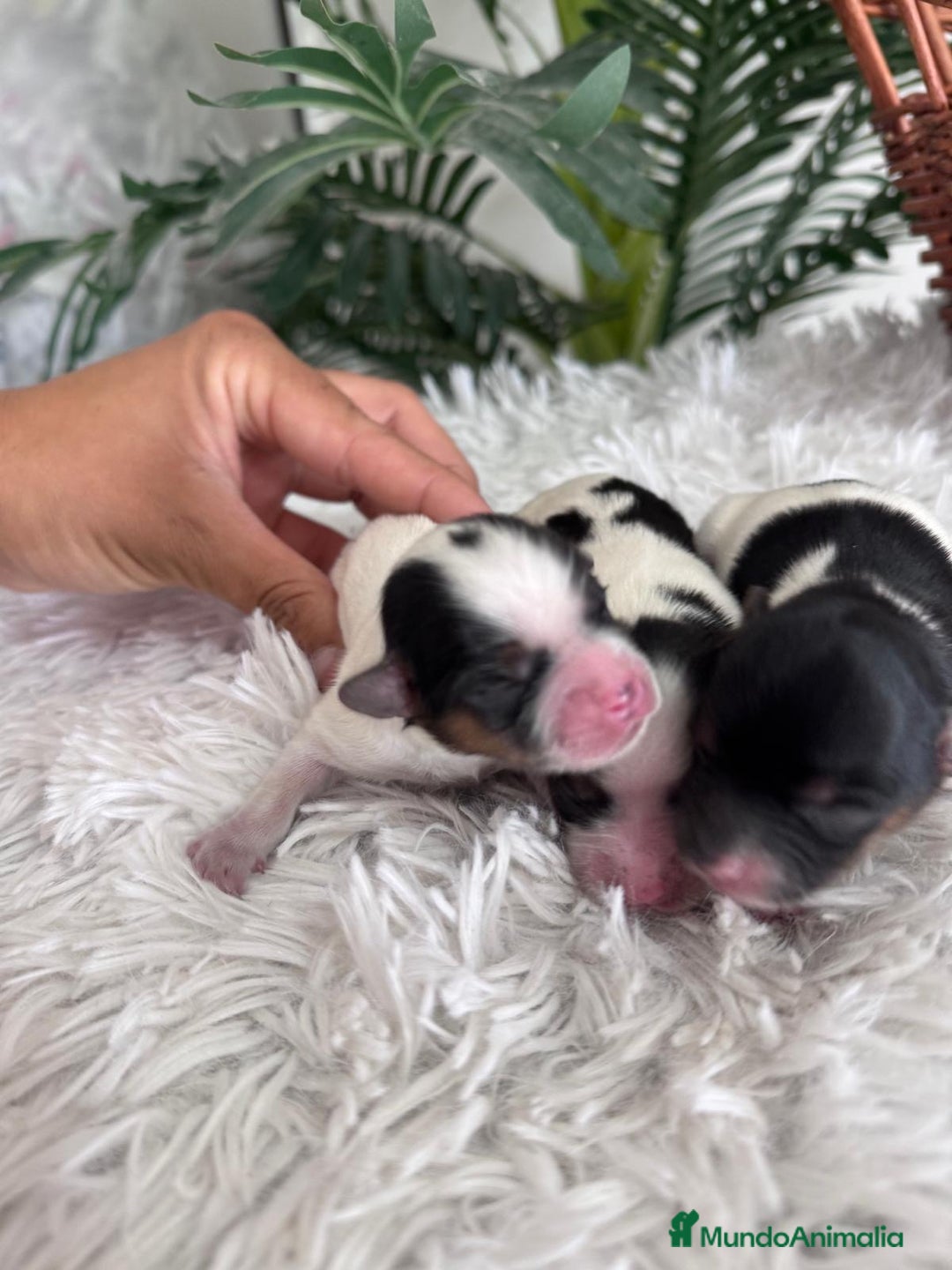 Yorkshire Terrier perros en venta: YORKSHIRE TERRIER BIEWER - Imagen 21