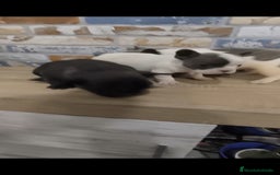 Bulldog Francés perros en venta: Bulldog francés exóticos  - Imagen 6