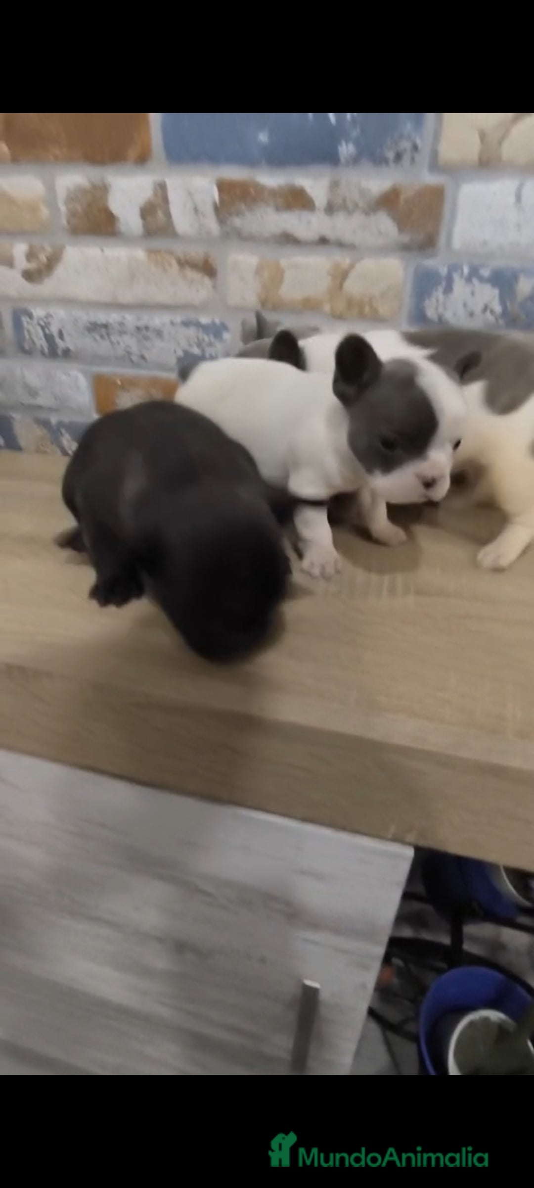 Bulldog Francés perros en venta: Bulldog francés exóticos  - Imagen 6