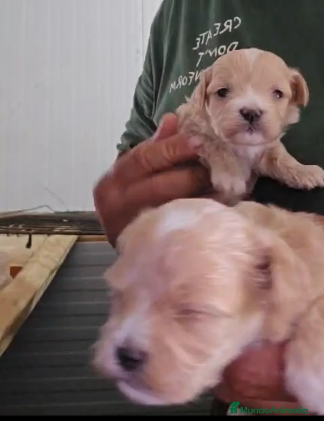 Maltipoo perros en venta: Preciosas hembras Maltipoo Toy 🐾🔥🩷 en Sevilla - Anuncio 2