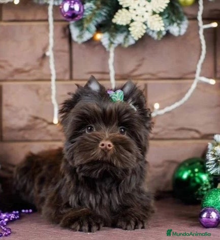 Yorkshire Terrier perros Exclusivos Yorkshire Chocolate toy - Anuncio 9