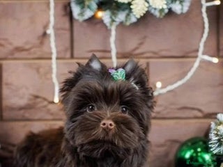 Yorkshire Terrier perros Exclusivos Yorkshire Chocolate toy - Anuncio 9