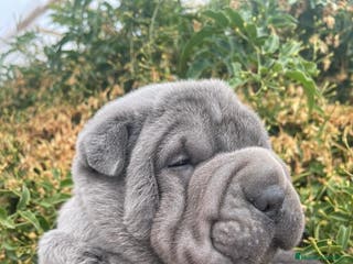 Shar Pei perros BEBES AZULES SHAR PEI en Málaga - Anuncio 17