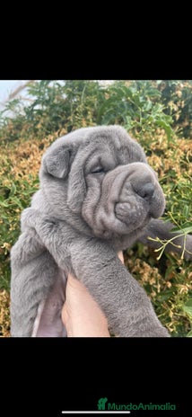 Shar Pei perros en Málaga - Anuncio 16