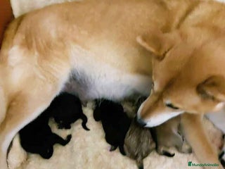 Shiba Inu perros en Barcelona - Anuncio 21