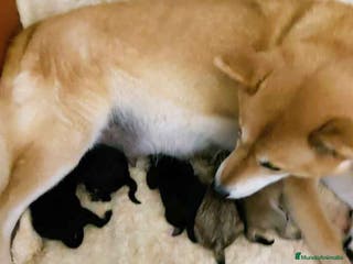 Shiba Inu perros Camada SHIBA INU de Mar - AQUANATURA en Barcelona - Anuncio 40