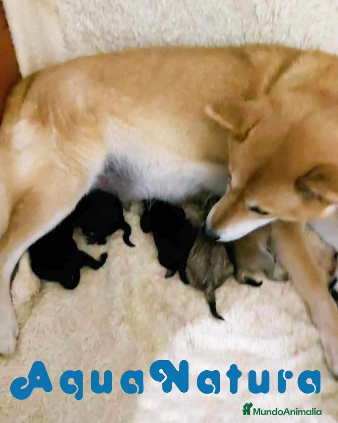 Shiba Inu perros en venta: Camada SHIBA INU de Mar - AQUANATURA en Barcelona - Anuncio 1