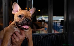 Bulldog Francés perros en venta: BULLDOG FRANCES PUPPY.  - Imagen 1