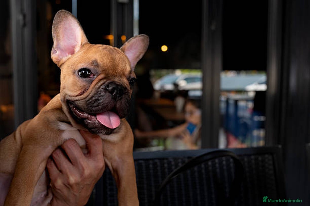 Bulldog Francés perros en venta: BULLDOG FRANCES PUPPY.  - Imagen 1