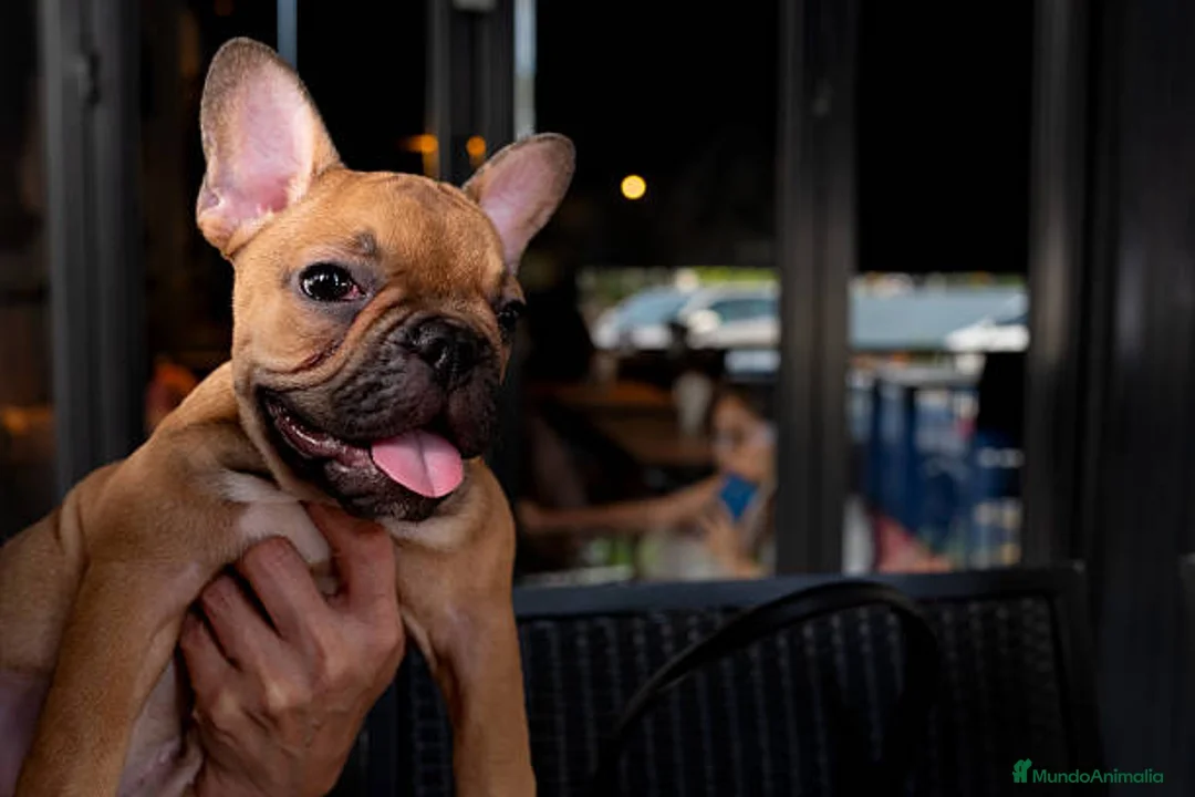 Bulldog Francés perros en venta: BULLDOG FRANCES PUPPY.  - Anuncio 1