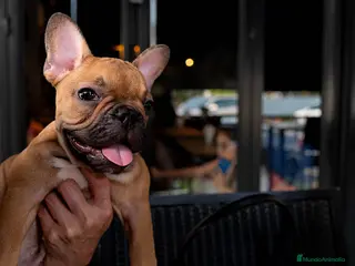 Bulldog Francés perros BULLDOG FRANCES PUPPY. - Anuncio 13