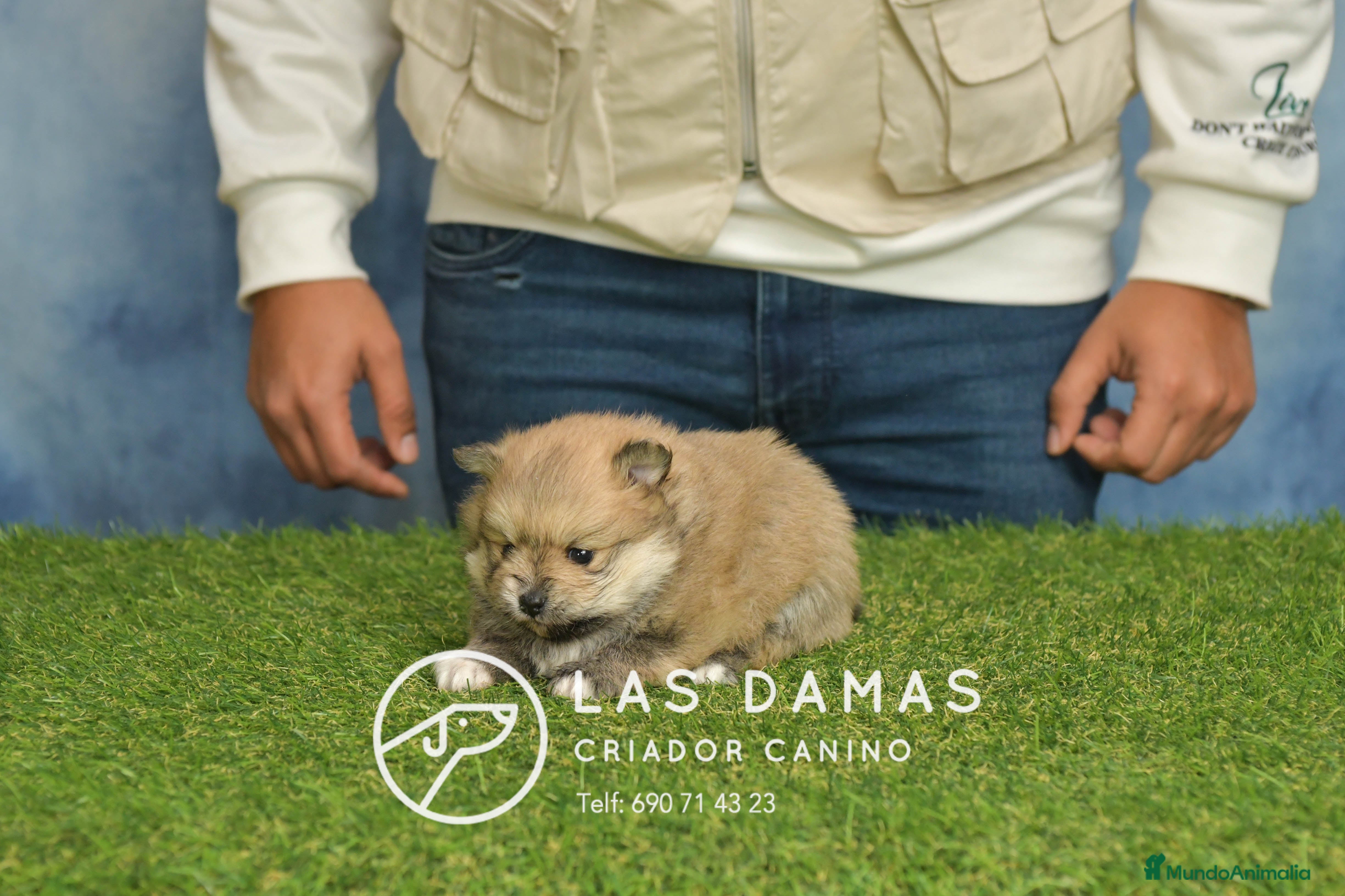 Pomerania perros Pomeranias hembras disponibles - Anuncio 1