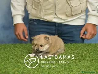 Pomerania perros Pomeranias hembras disponibles - Anuncio 1