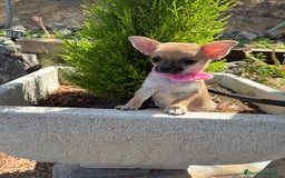 Chihuahua perros en venta: Chihuahua Hembra Disponible  - Imagen 6