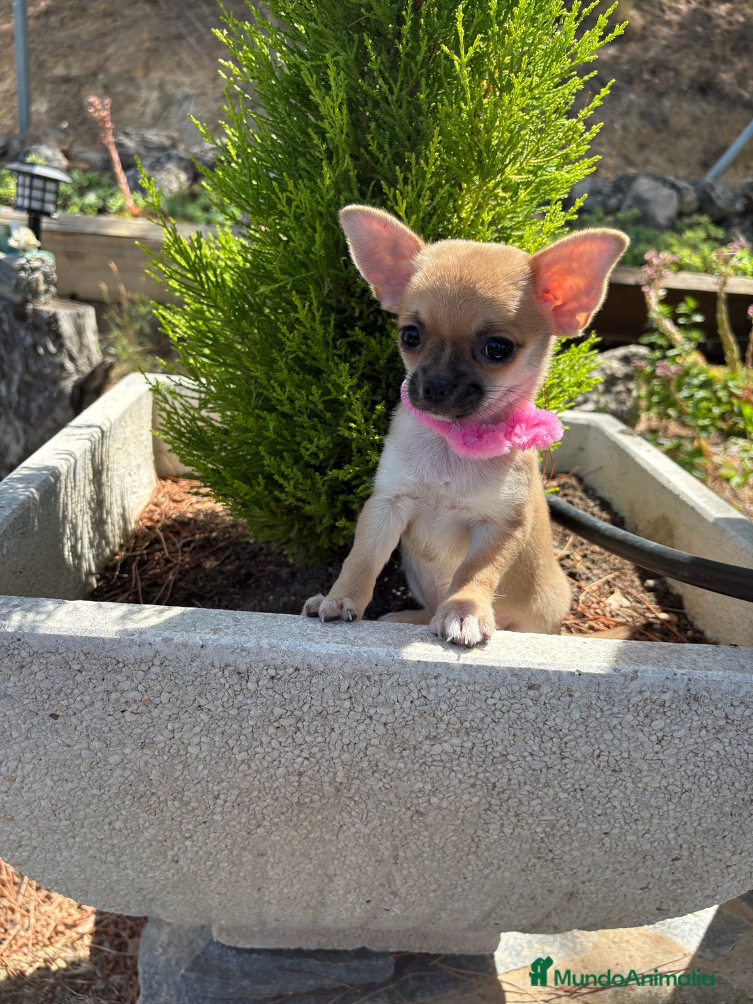 Chihuahua perros en venta: Chihuahua Hembra Disponible  - Imagen 6