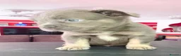 Bulldog Francés perros en venta: Bulldog francés fluffys  - Anuncio 2
