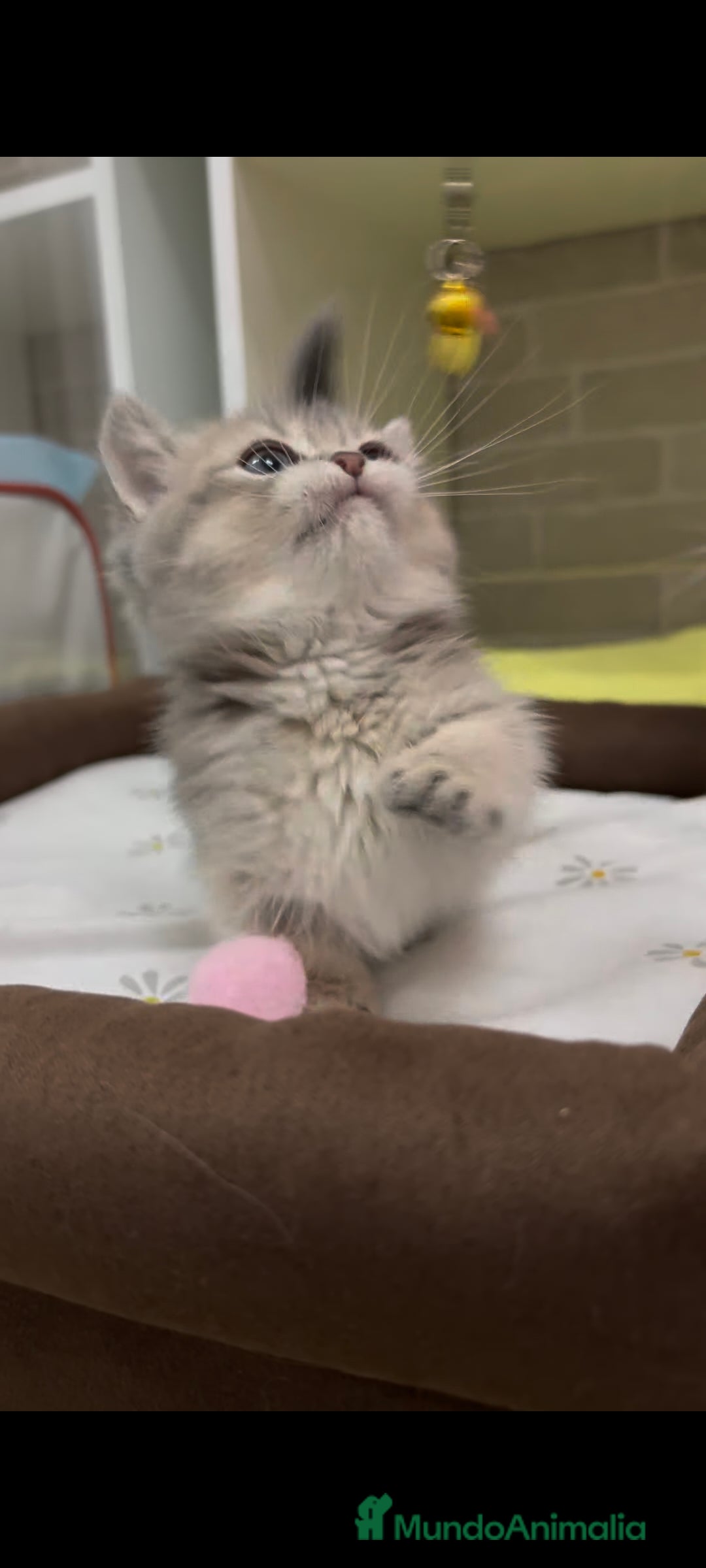 Británico de Pelo Corto gatos Británico gatitos - Anuncio 1