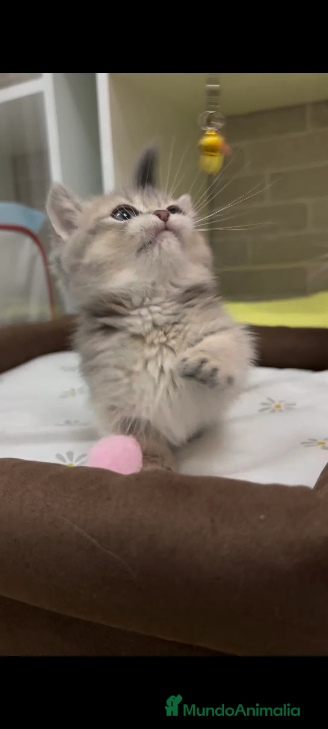 Británico de Pelo Corto gatos en venta: Británico gatitos - Anuncio 1