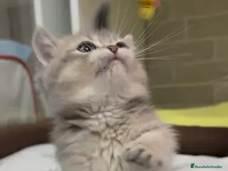 Británico de Pelo Corto gatos Británico gatitos - Anuncio 1