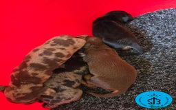Teckel Miniatura perros en venta: TECKEL MINIATURA PEDEGREE  - Imagen 2