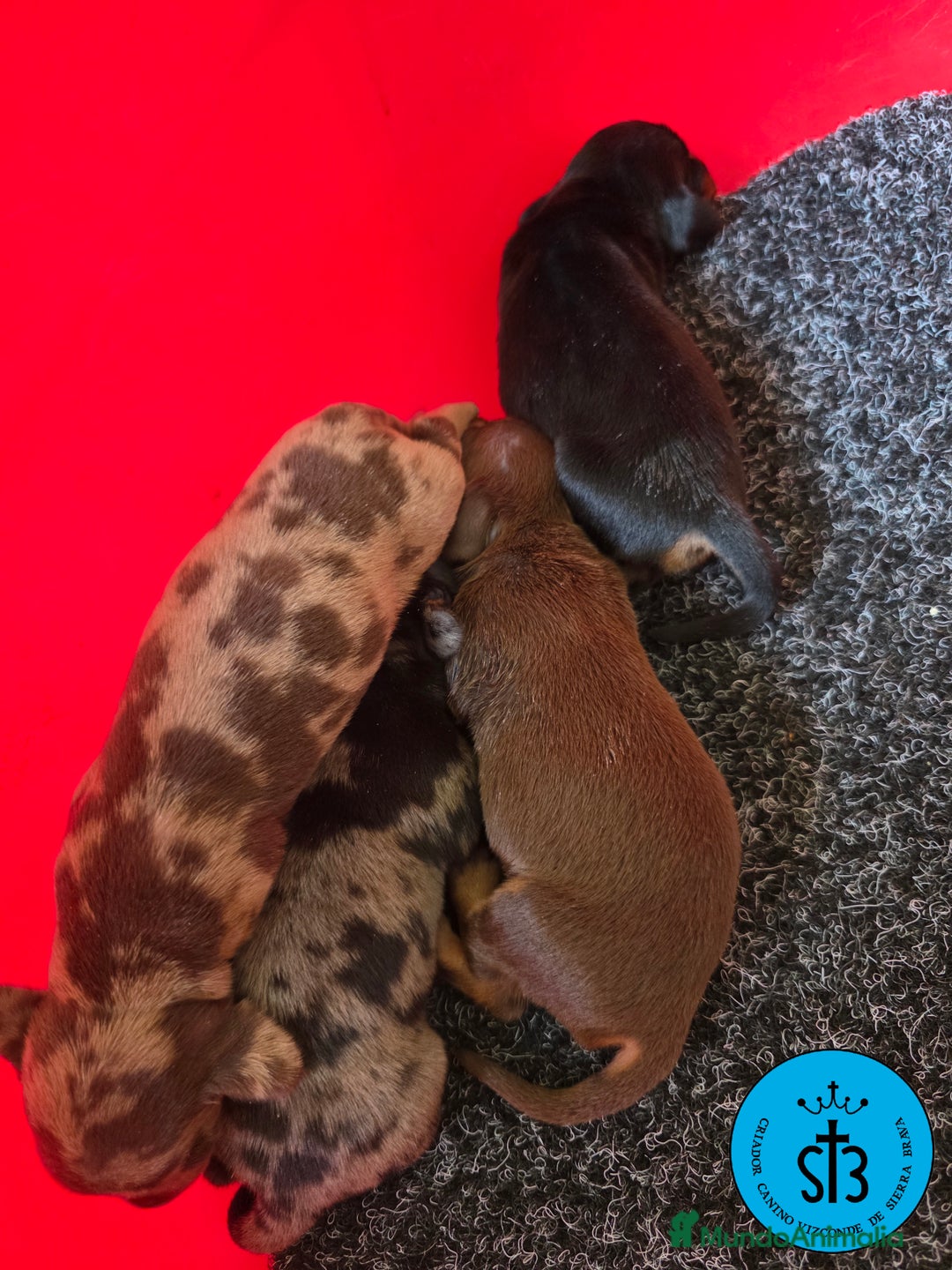 Teckel Miniatura perros en venta: TECKEL MINIATURA PEDEGREE  - Imagen 2