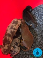 Teckel Miniatura perros - Anuncio 9