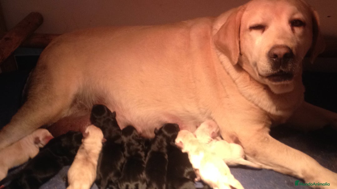 Labrador Retriever perros en venta: Cachorros de labrador retriever con pedigree  - Anuncio 11