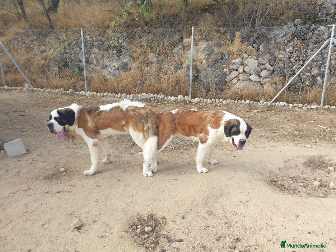 San Bernardo perros para monta: San bernardo con pedigree - Anuncio 3