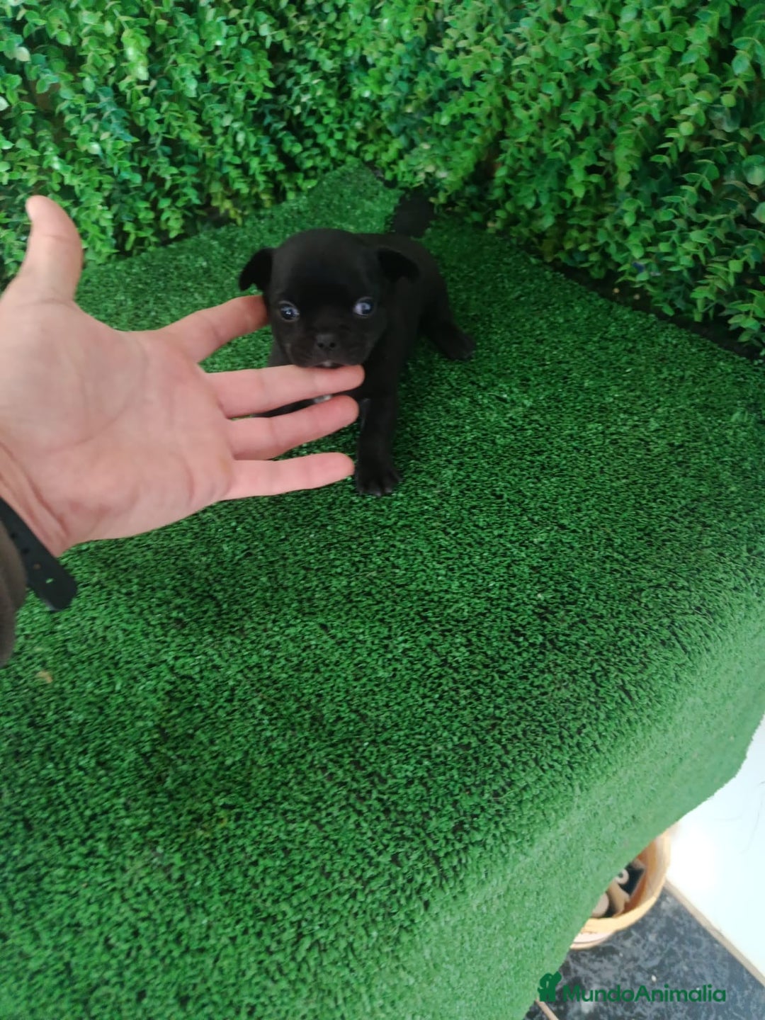 Chihuahua perros en venta: Chihuhuas  - Anuncio 8