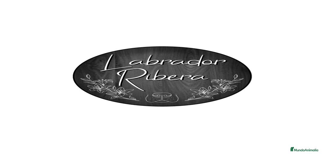 Imagen de galería {{count}}