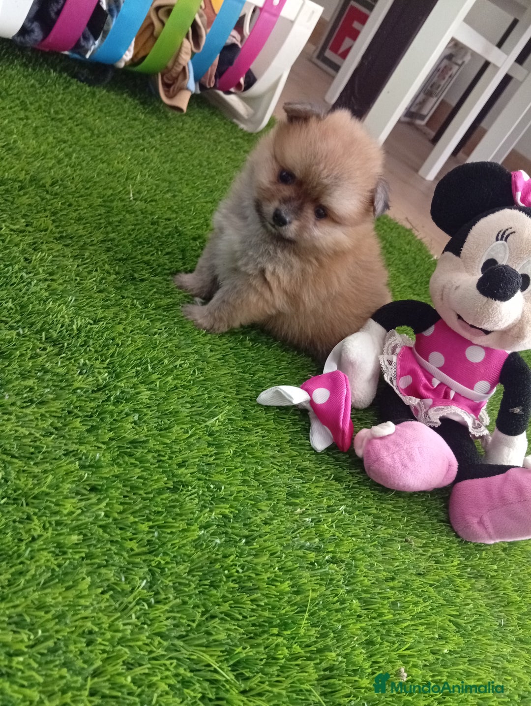 Pomerania perros en venta: PRECIOSA POMERANIA MINI TOY - Imagen 2