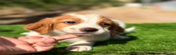 Épagneul Breton perros en venta: Breton hembra  - Anuncio 4