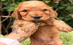 Cocker Spaniel Inglés perros en venta: Cocker inglés dorado - Anuncio 11