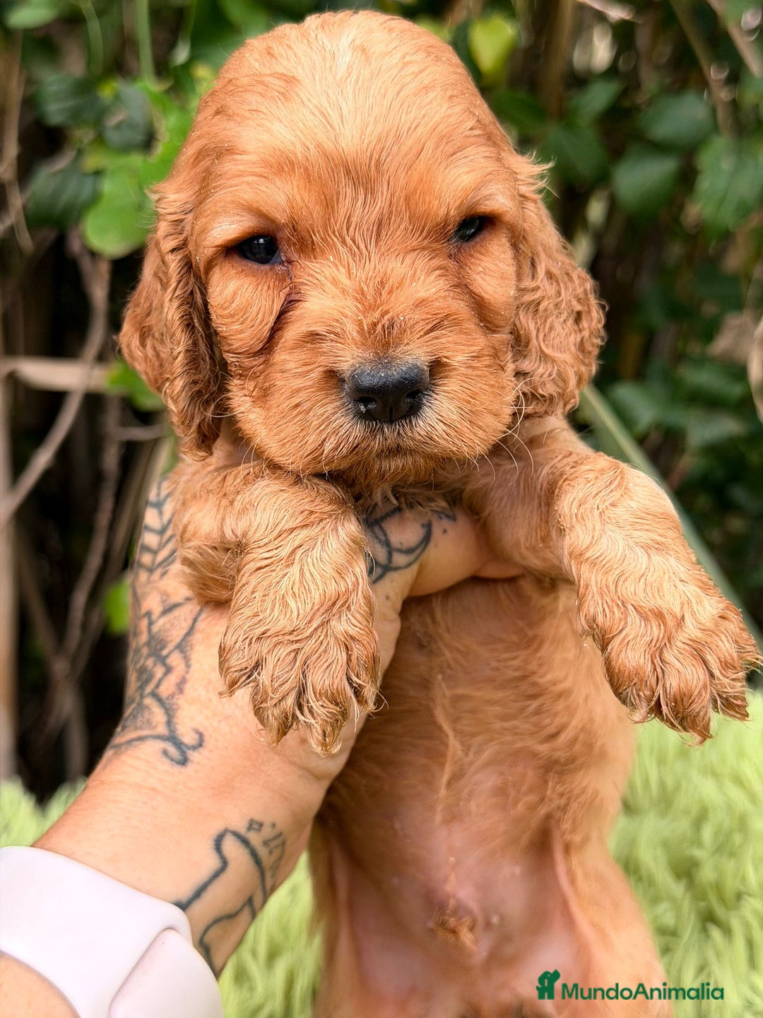 Cocker Spaniel Inglés perros en venta: Cocker inglés dorado - Anuncio 11