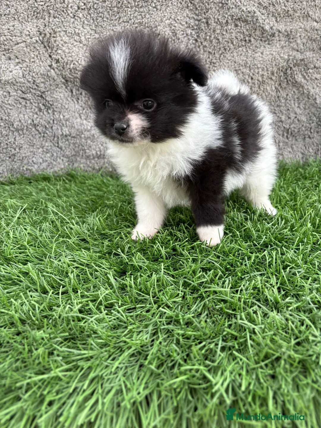 Pomerania perros en venta: Macho toy lulu de Pomerania Party negro blanco  - Anuncio 1