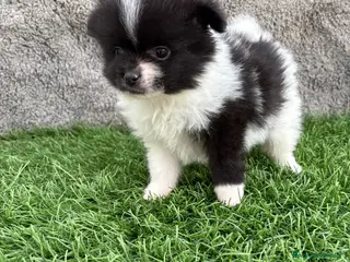 Pomerania perros Macho toy lulu de Pomerania Party negro blanco - Anuncio 6