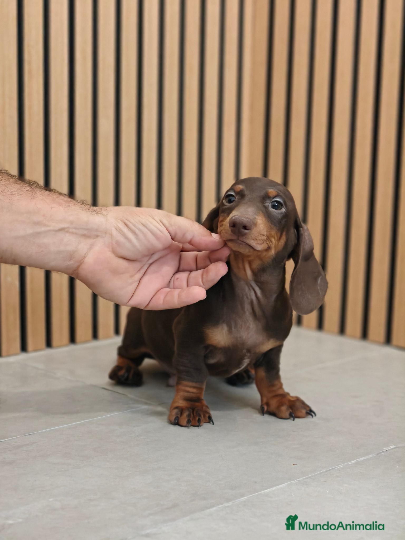Teckel Miniatura perros TECKEL MINI DISPONIBLES - Anuncio 4
